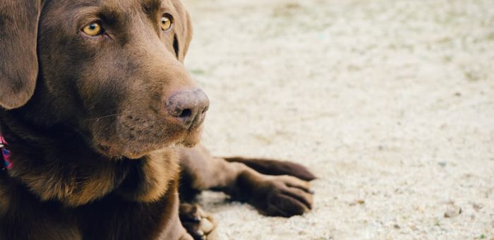 Où acheter un chien de race ?