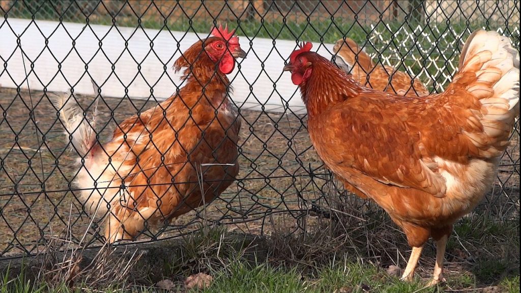 poules séparées par une clôture