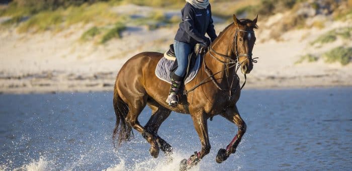 Qu’est-ce que l’ostéopathie animale ?