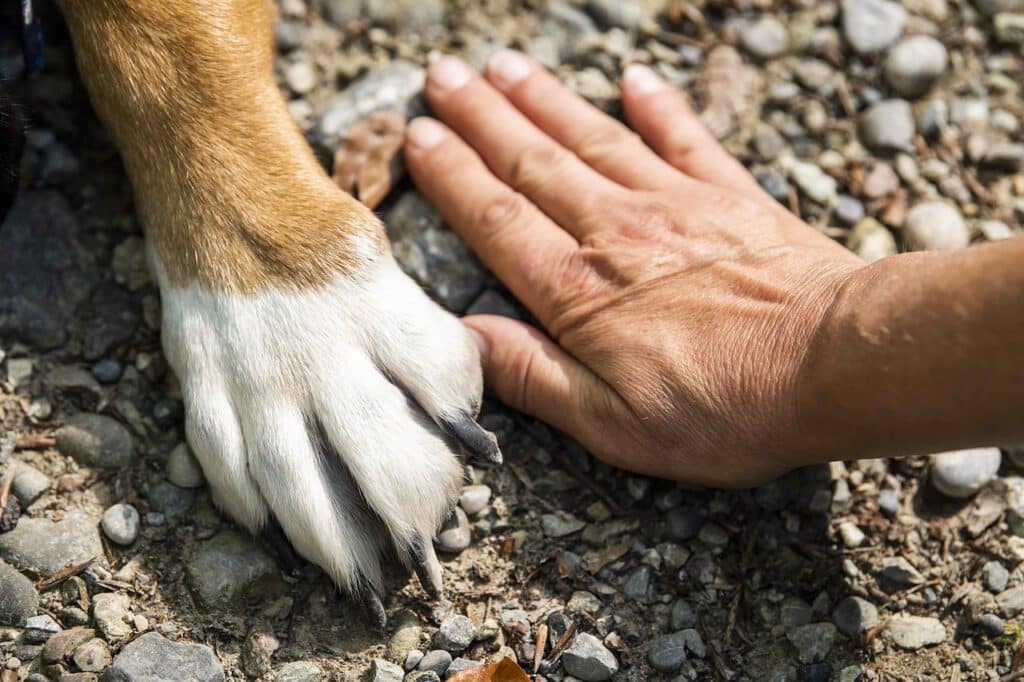 Qui peut bénéficier d&rsquo;un chien guide ?