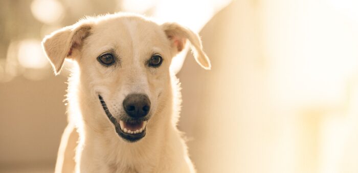 Qui peut bénéficier d’un chien guide ?